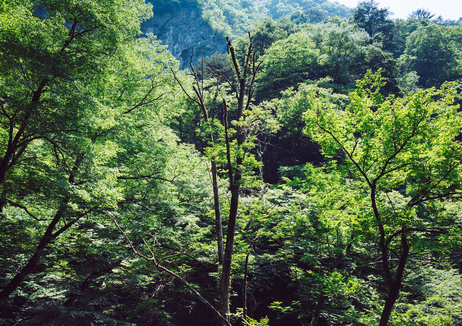 nippara-shounyudo_20170720_1.jpg