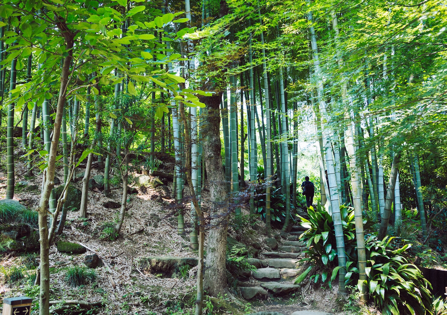 todoroki-keikoku_20170707_8.jpg