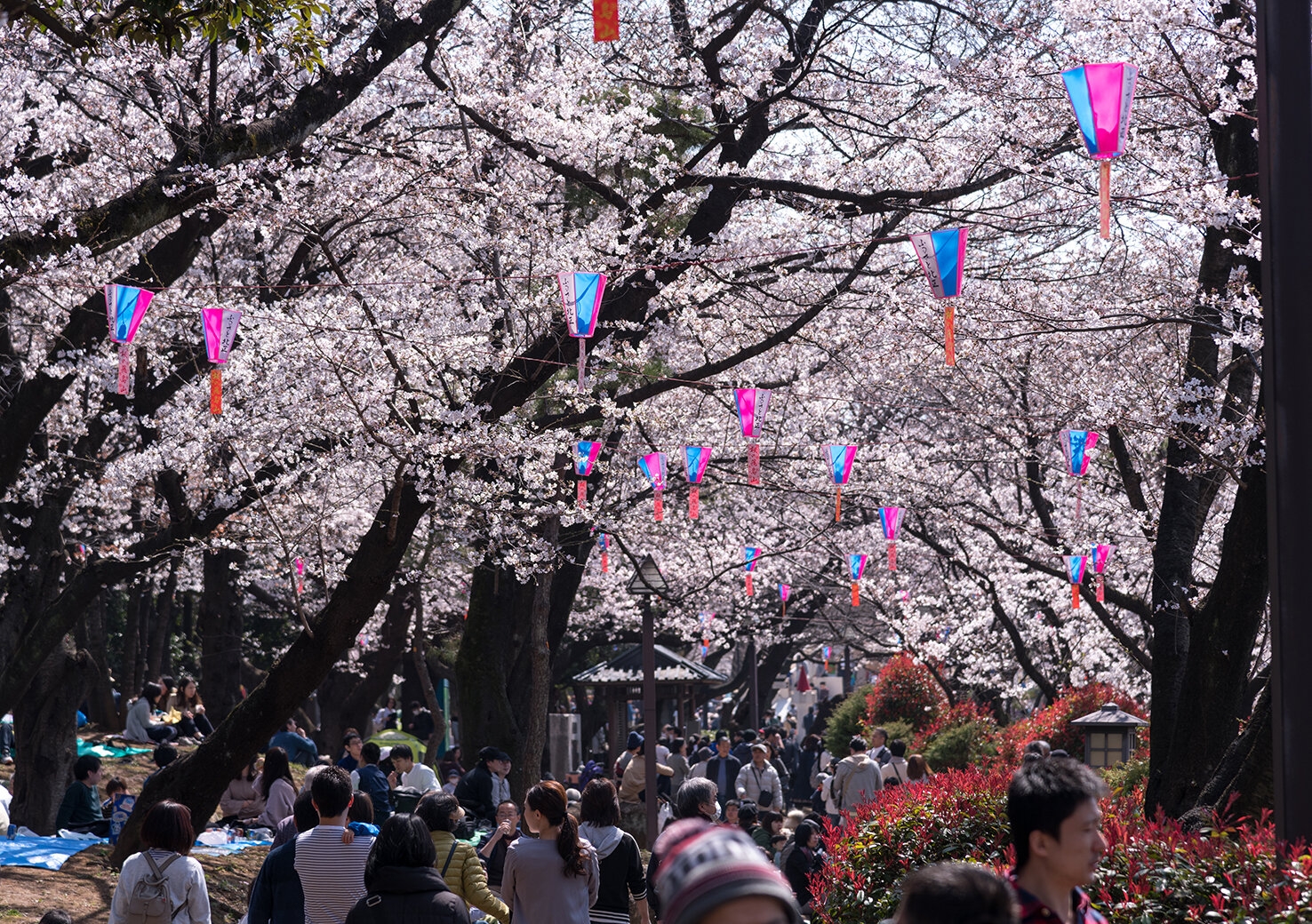 東京都内のおすすめのお花見スポット！ | TIPS