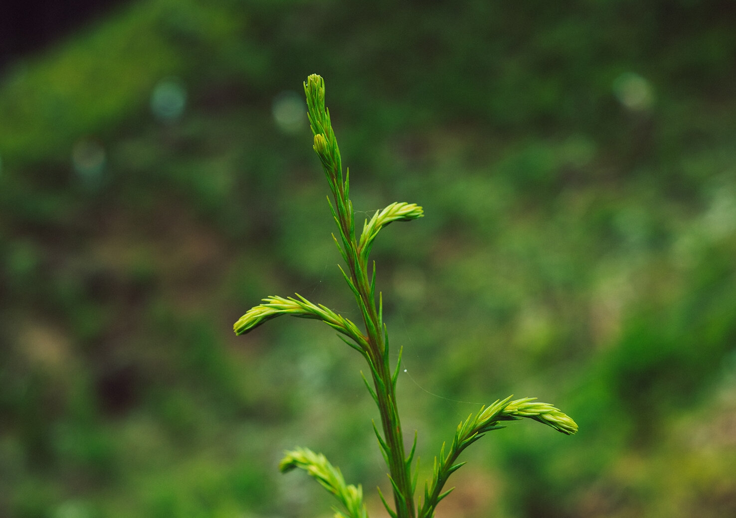 lifeintokyo_20180627_11.jpg