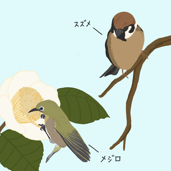 東京の鳥