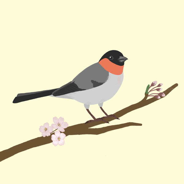 東京の鳥
